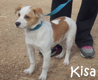 Kisa_adjuntos_fichero_7a18be6a422bd78ag_mN