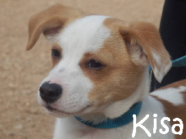 Kisa_adjuntos_fichero_be02e9440b49a7e9g_mN