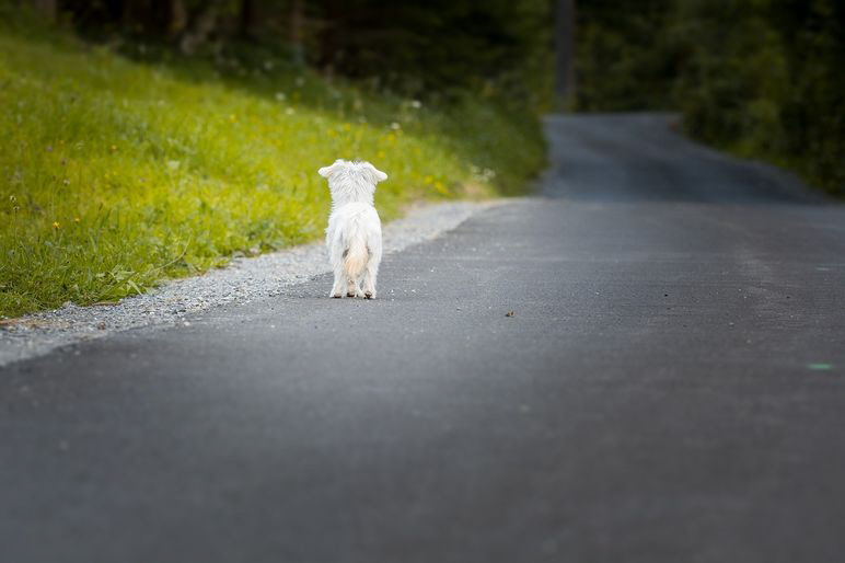 Kleiner-Hund-auf-der-Strasse