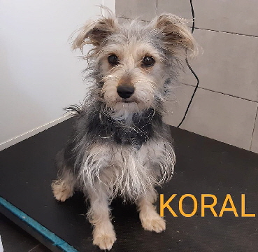 Koral_IMG-20200511-WA0004