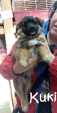 Kuki_IMG-20170107-WA0004_mN