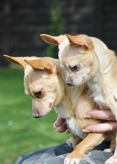 Laika+Popi_DSC00113_1280x853