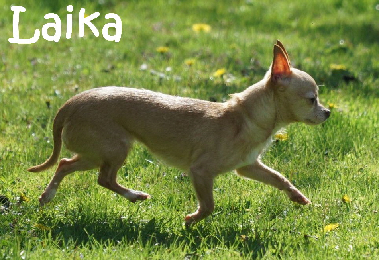 Laika_DSC09927_1280x853_mN