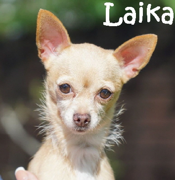 Laika_DSC09991_1280x853_mN