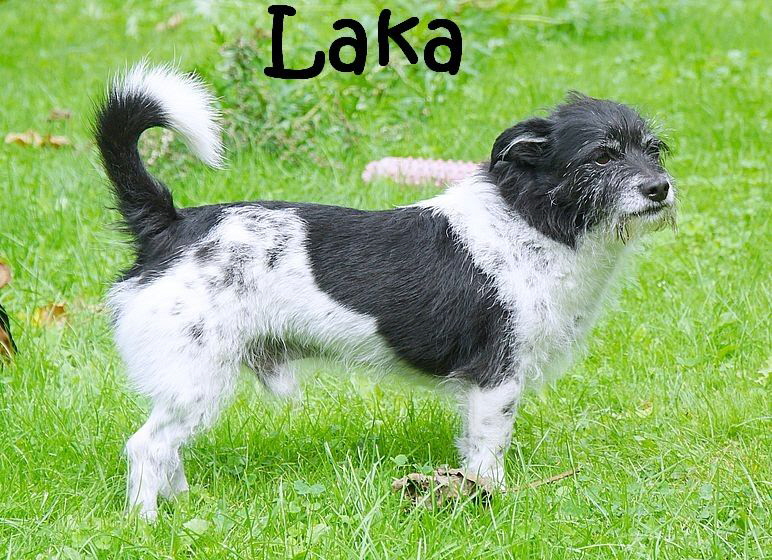 Laka_DSC06078_mN