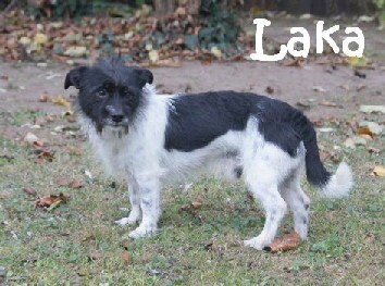 Laka_DSC09993_mN
