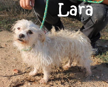 Lara_adjuntos_fichero_0fc8e2a8196536ecg_mN