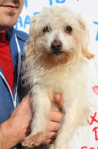 Lassie_IMG_8461