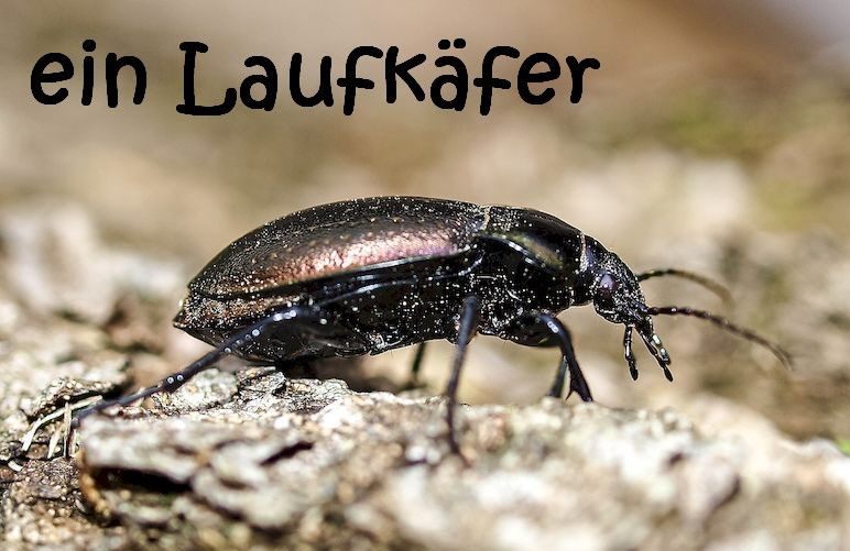 Laufkaefer-2389633_1280