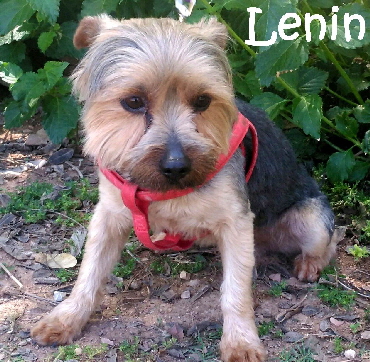 Lenin_IMG-20170525-WA0015_mN