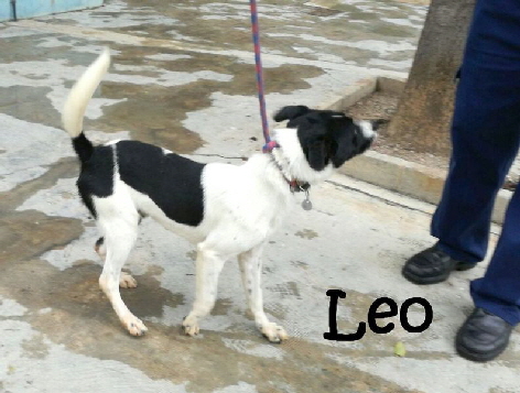 Leo_IMG-20171211-WA0071_mN