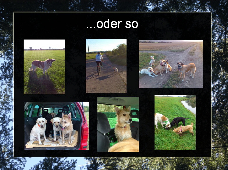 Lisa_Collage_2