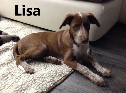 Lisa_image_mitName