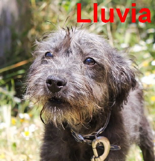 Lluvia_9_beschriftet