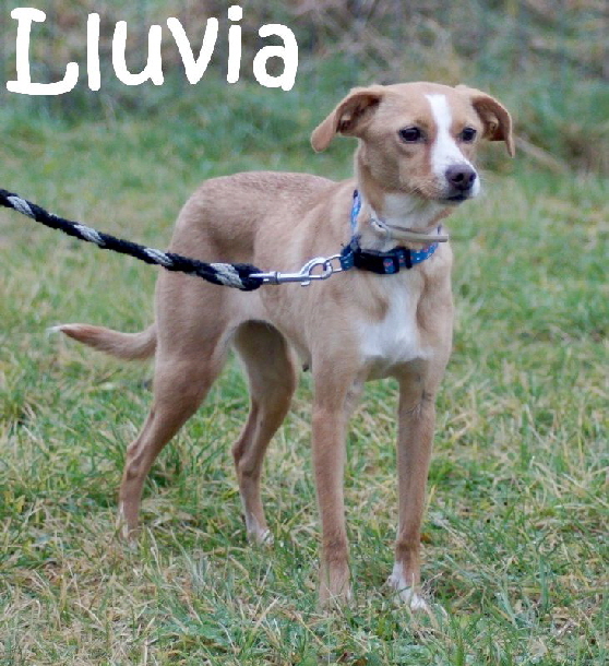 Lluvia_DSC00985_mN