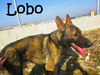Lobo_9fdd6b7f-b19c-4681-8656-aa59bad5c4ee_mN