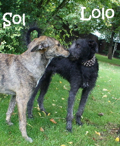Lolo_DSC04048_mN