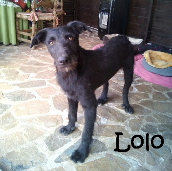 Lolo_IMG-20160529-WA0006_mN
