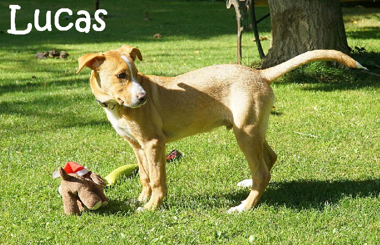 Lucas_DSC04529_mN