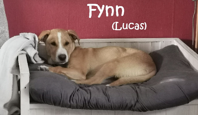 Lucas_Fynn_121974663_1284027241944309_805987501646479830_n