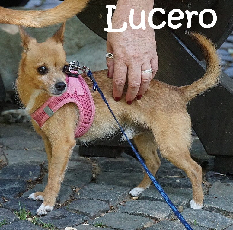 Lucero_DSC04413_mN
