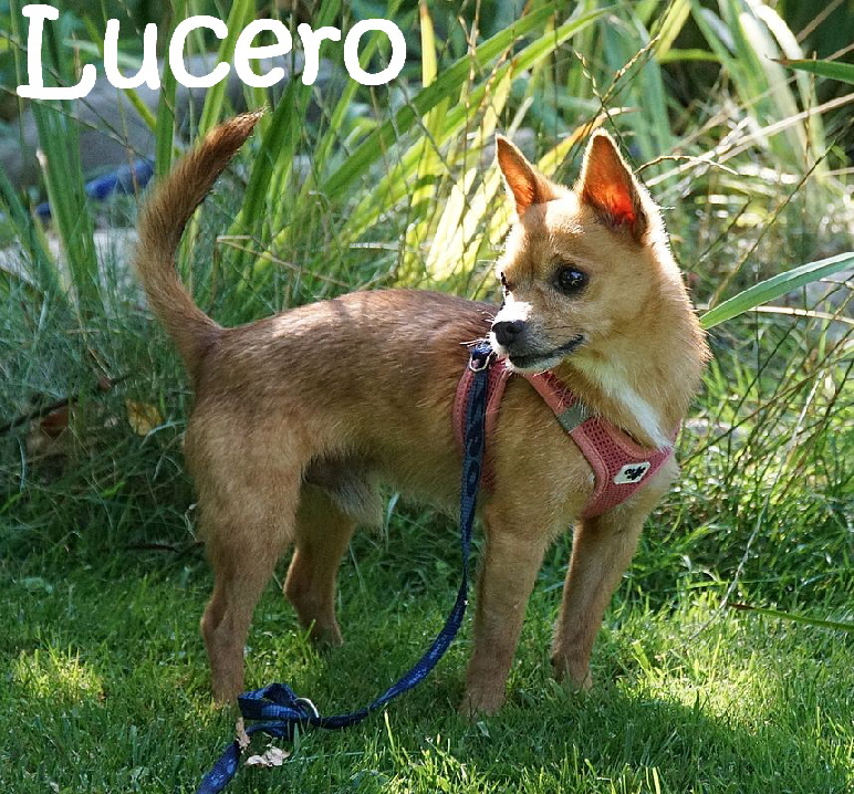 Lucero_DSC04445_mN