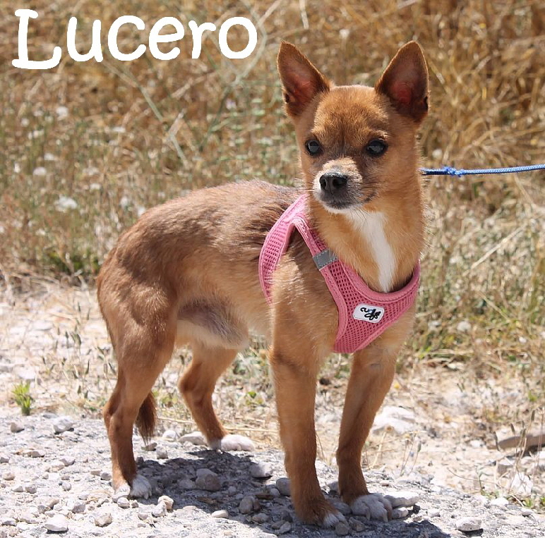 Lucero_IMG_3653_mN