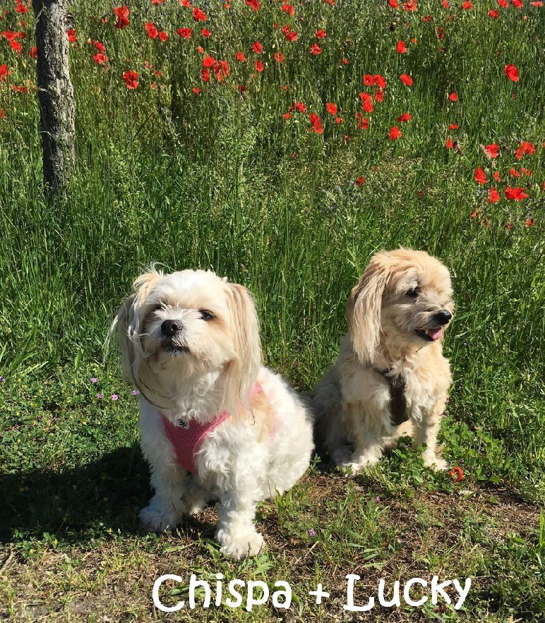 Lucky+Chispa_IMG_8668