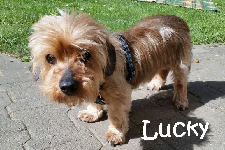 Lucky_IMG-20180428-WA0023_mN