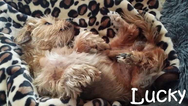 Lucky_IMG-20180510-WA0002_mN