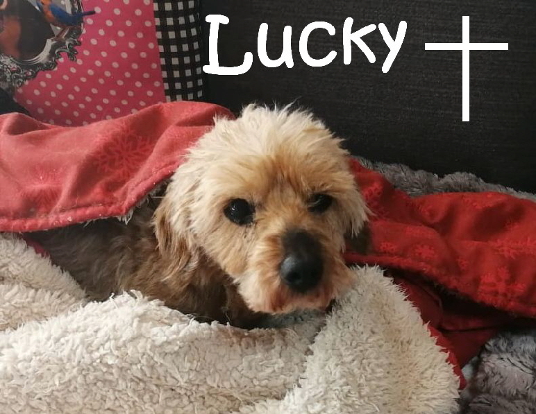Lucky_IMG-20180928-WA0021_mN