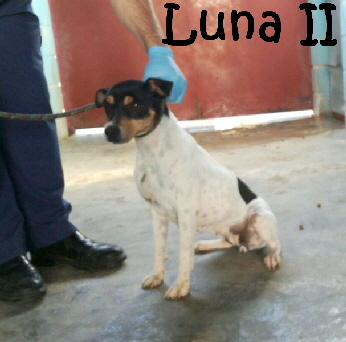 LunaII_IMG-20171115-WA0029_mN