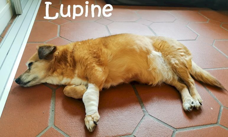 Lupine_IMG_20230611_145920