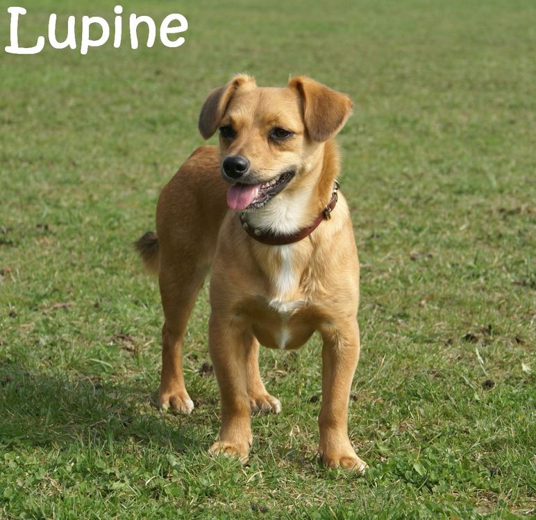 Lupinschen1_mN