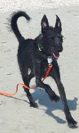 Lupo_37909116_1809508392475919_5487371180828524544_n