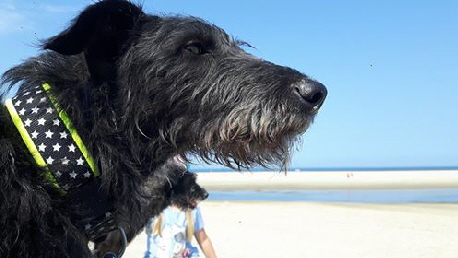 Lupo_37940112_1809507965809295_6953520514279145472_n