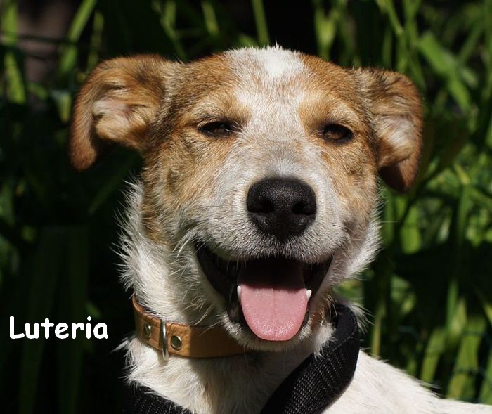 Luteria_DSC03658_mitname