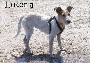 Luteria_image7_Kopie_mitName