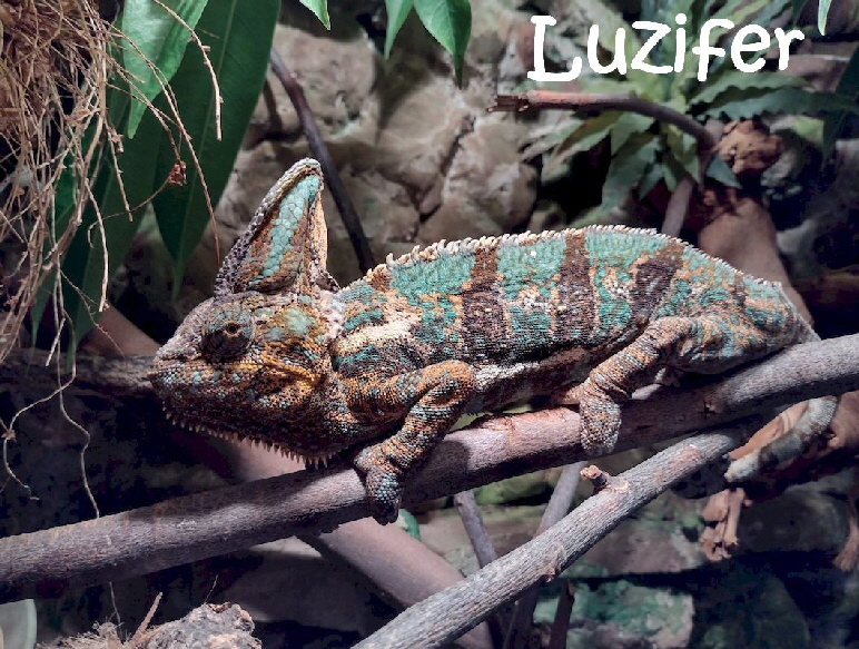 Luzifer_IMG-20230305-WA0006_mN