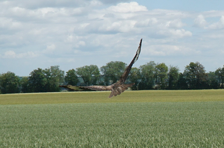 Maeusebussard_DSC00156