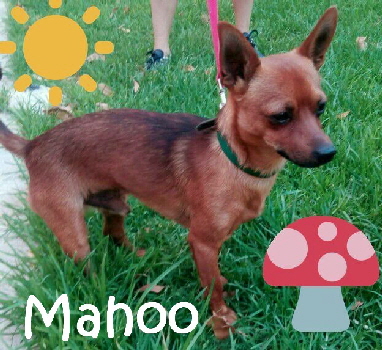 Mahoo_IMG-20170613-WA0005_mN