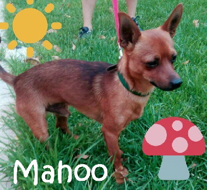 Mahoo_IMG-20170613-WA0005_mN