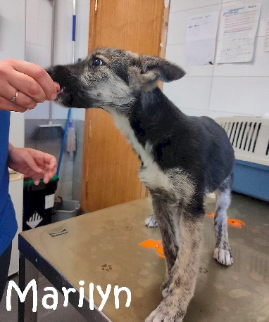 Marilyn_IMG-20221117-WA0005_mN