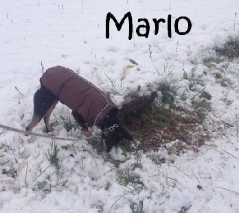 Marlo_IMG_0165