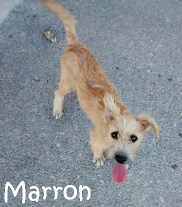 Marron1_mitName