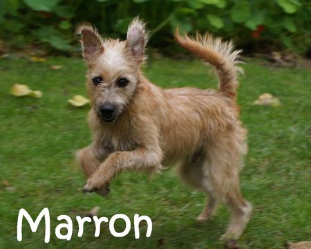 Marron_DSC06495_mN