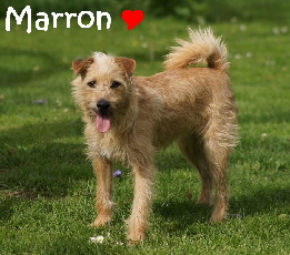 Marron_DSC08010_mN