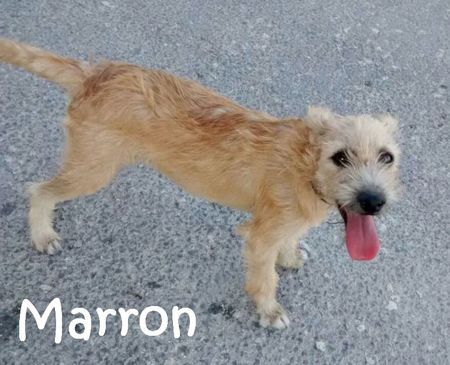 Marron_mitName