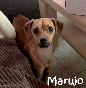 Marujo_131291307_1053853688435633_7452206158790266289_n_mN