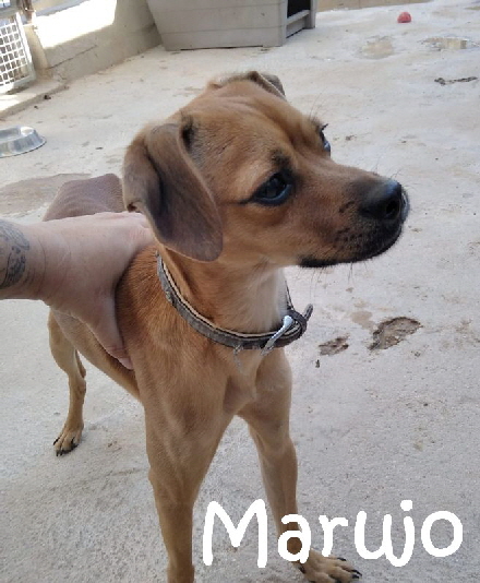 Marujo_IMG-20201019-WA0004_mN